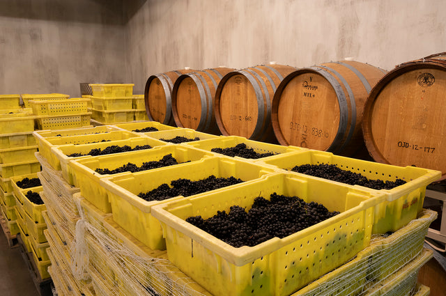 It Begins in the Vineyard